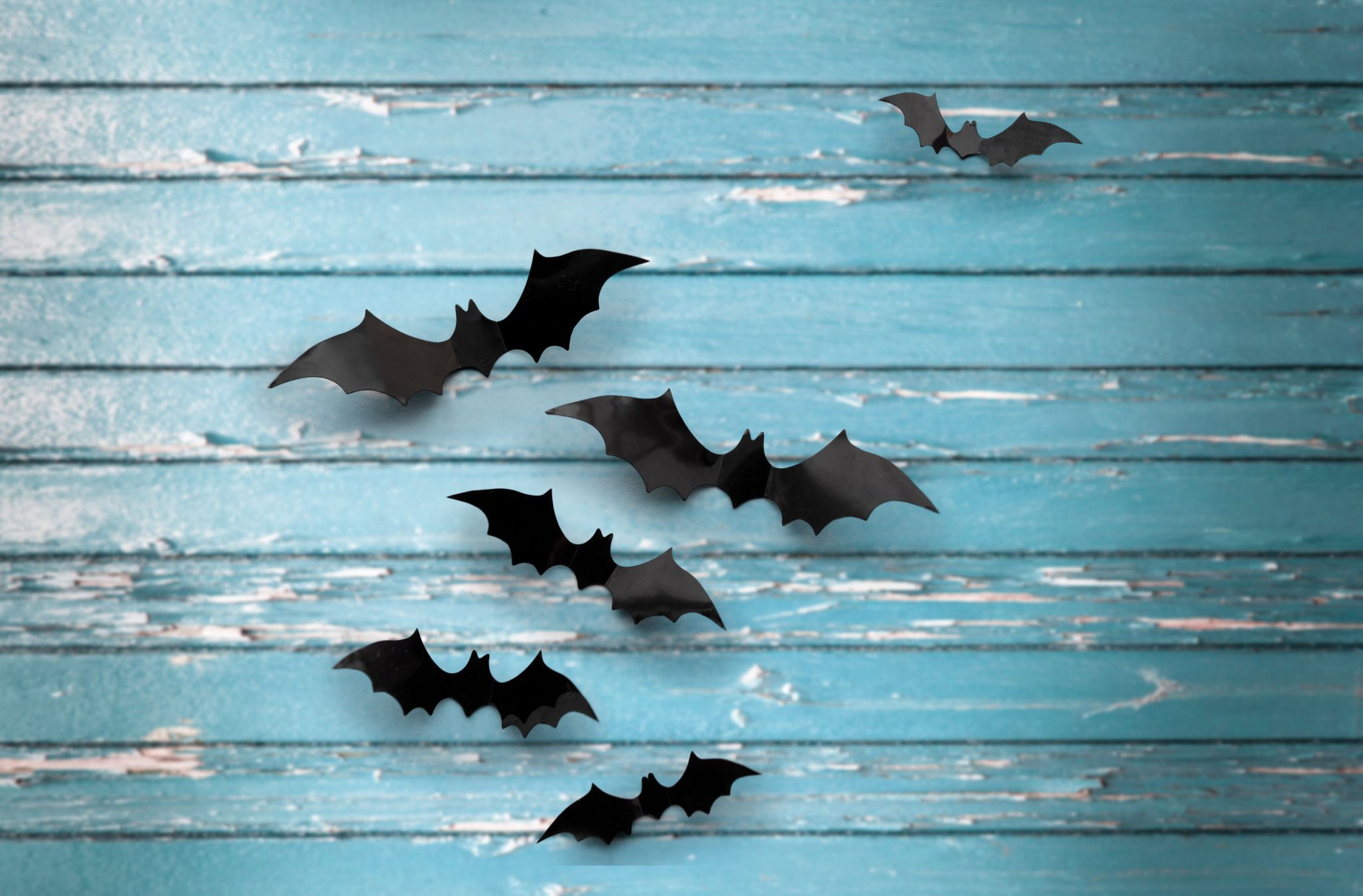 bats in my attic The Barnabas Center